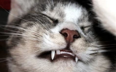 kedilerin dişleri ne zaman dökülür
